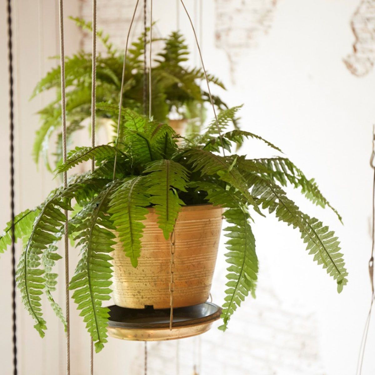 Indoor Fern Care: How To Care For Ferns As Houseplants | Gardening Know How