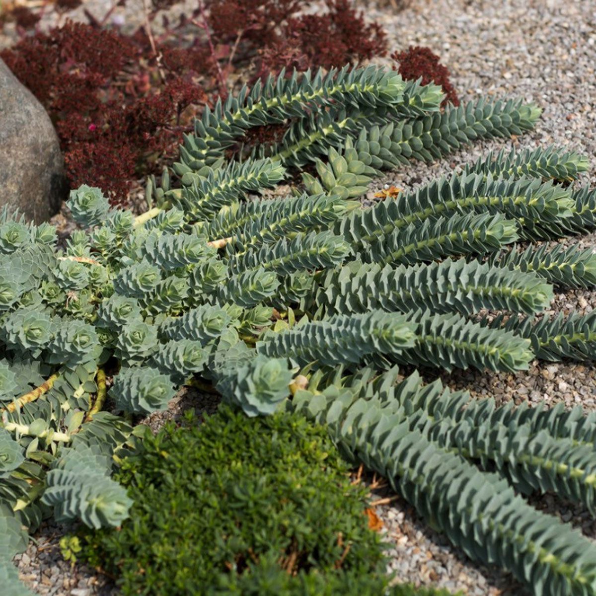 Succulents In A Rock Garden: Planting A Rock Garden With Succulents |  Gardening Know How, image size:1200x1200