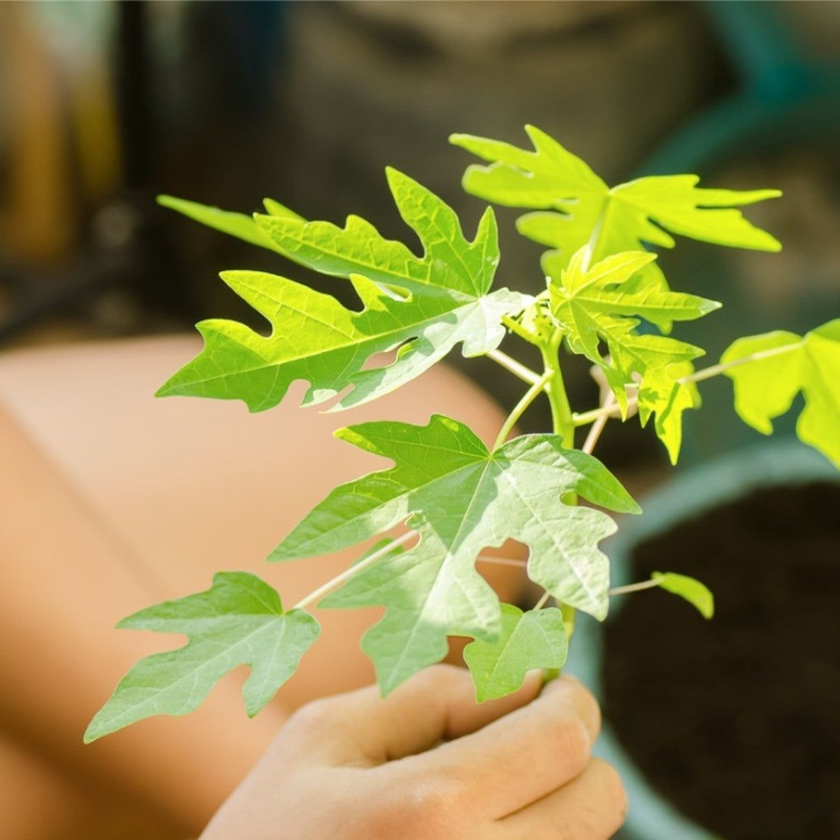 How To Grow Papaya In Pots Indoors: Complete Care Guide | Gardening Know How