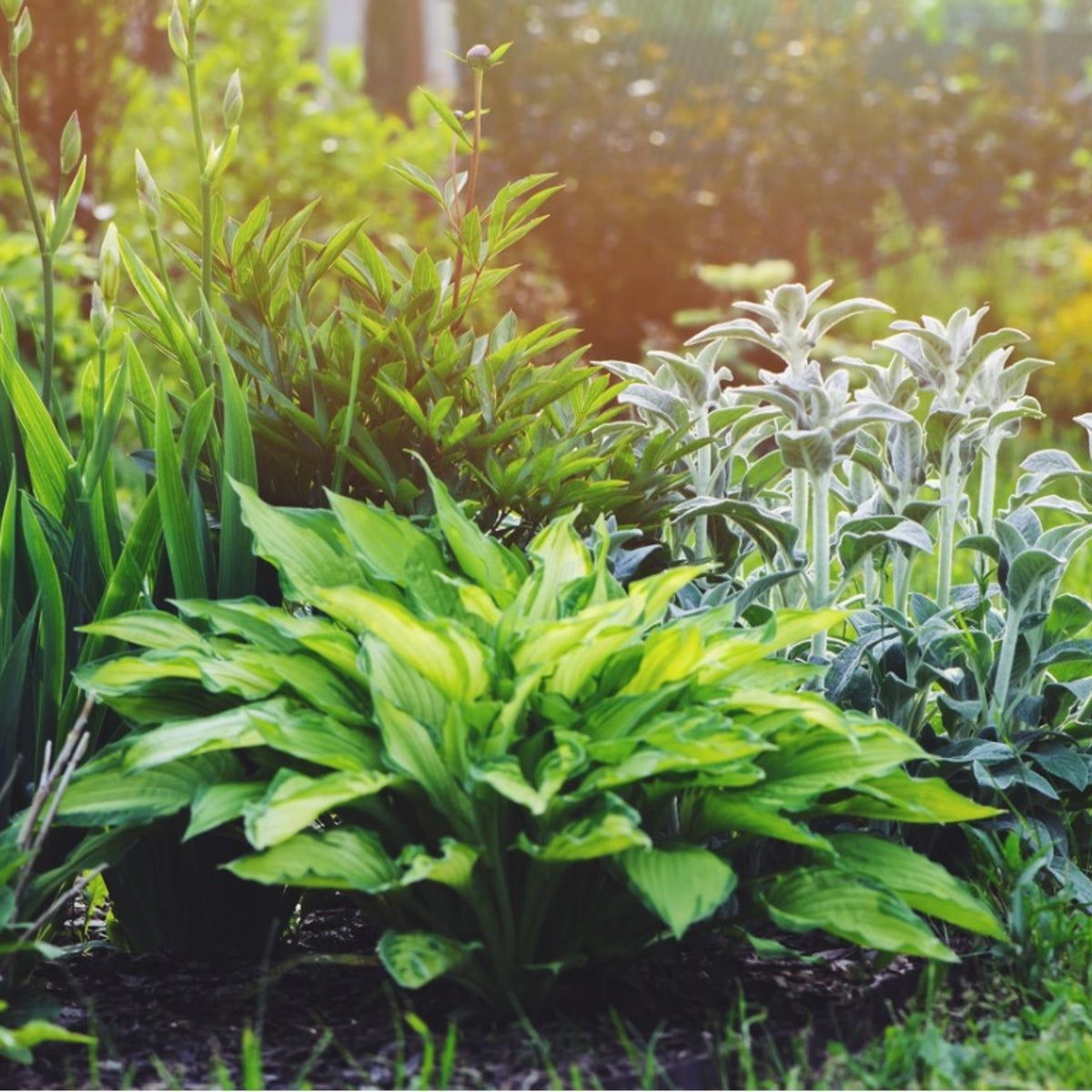 All Green Gardens - Tips For Designing A Garden With Foliage | Gardening  Know How