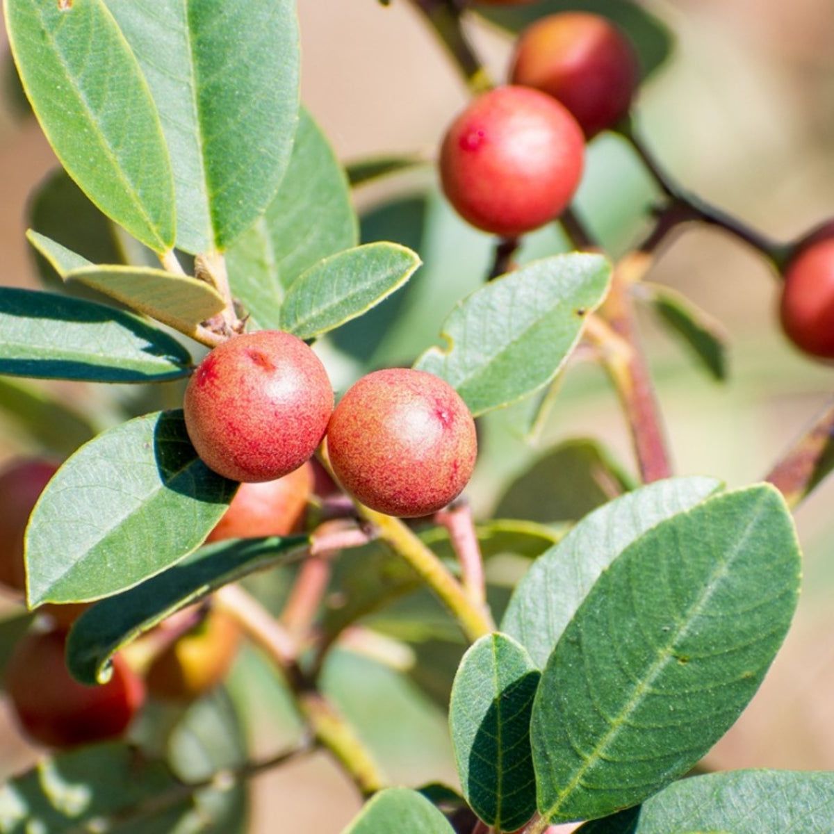 8315.KAMMOK Fire Berry 30 オリーブ 8315.KAMMOK Fire Berry 30 オリーブ アメリカのハンモックブランド