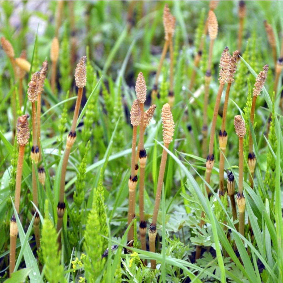 Horsetail Weed Killer - Getting Rid Of Horsetail Weed In Gardens |  Gardening Know How