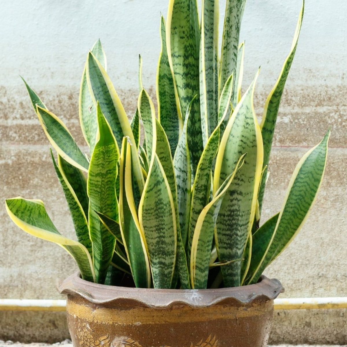 easy plants to take care of Easy Care Variety Bundle main image 1