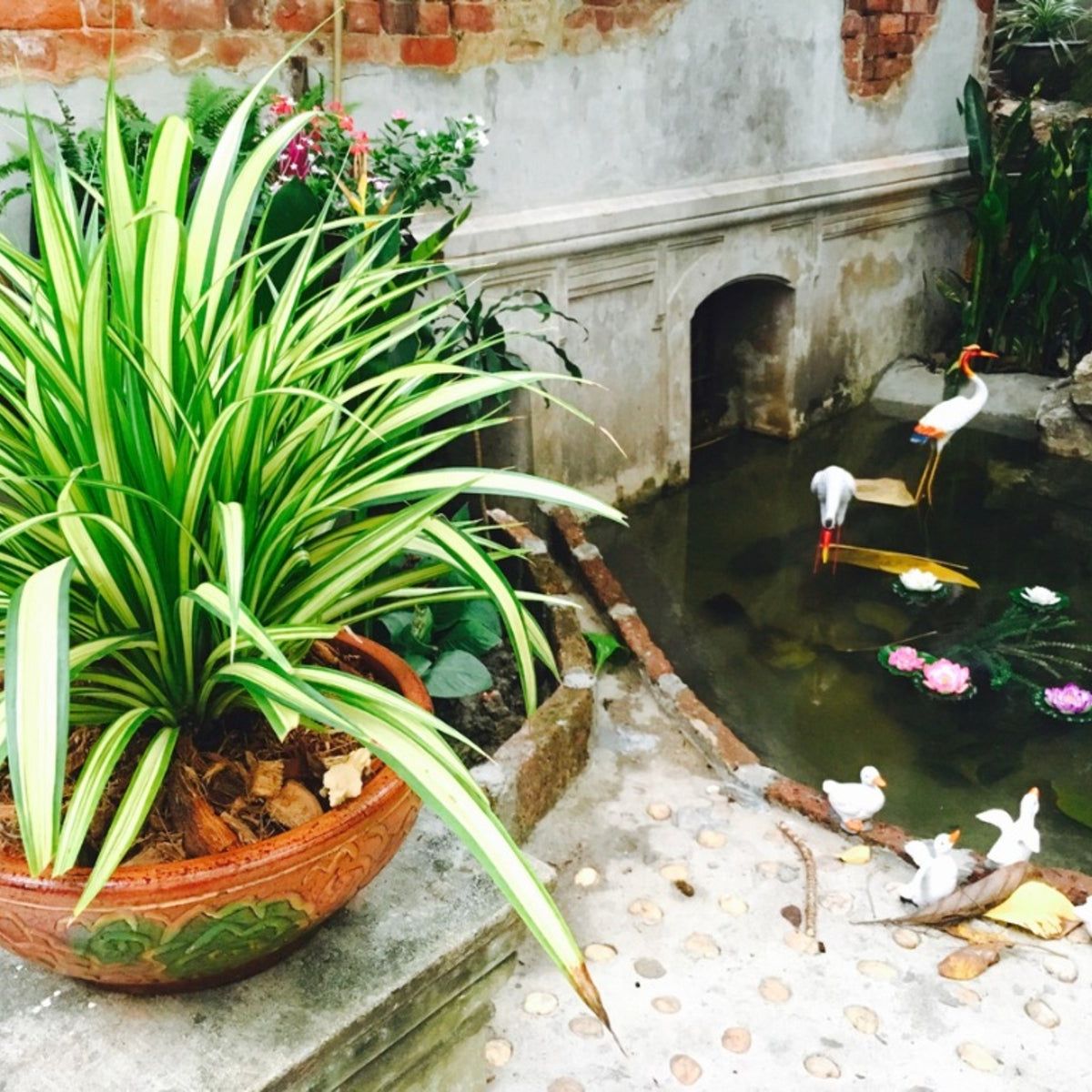 Moving Indoor Plants Outside | Gardening Know How