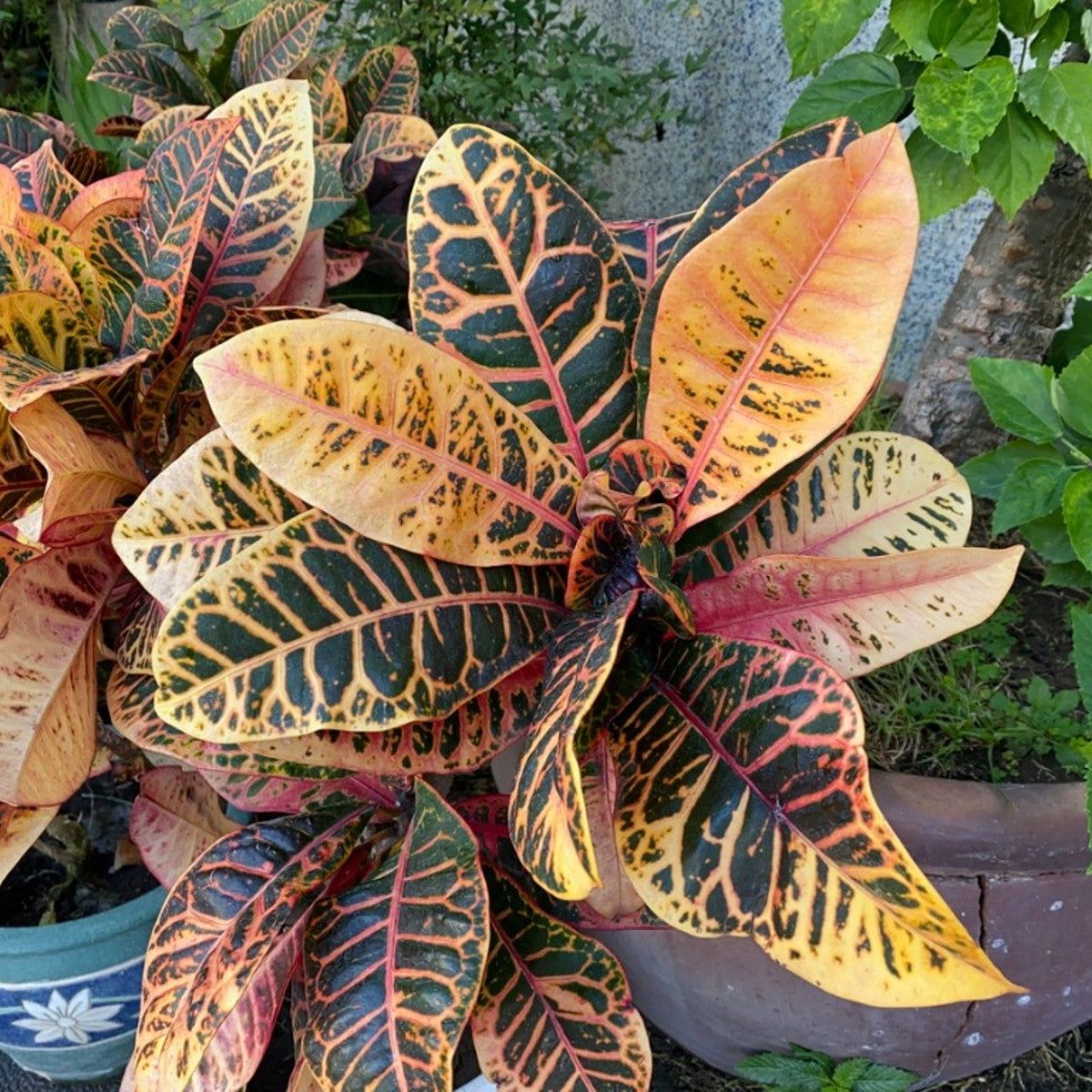 Croton Losing Color: What Causes Croton Plants With Faded Leaves |  Gardening Know How