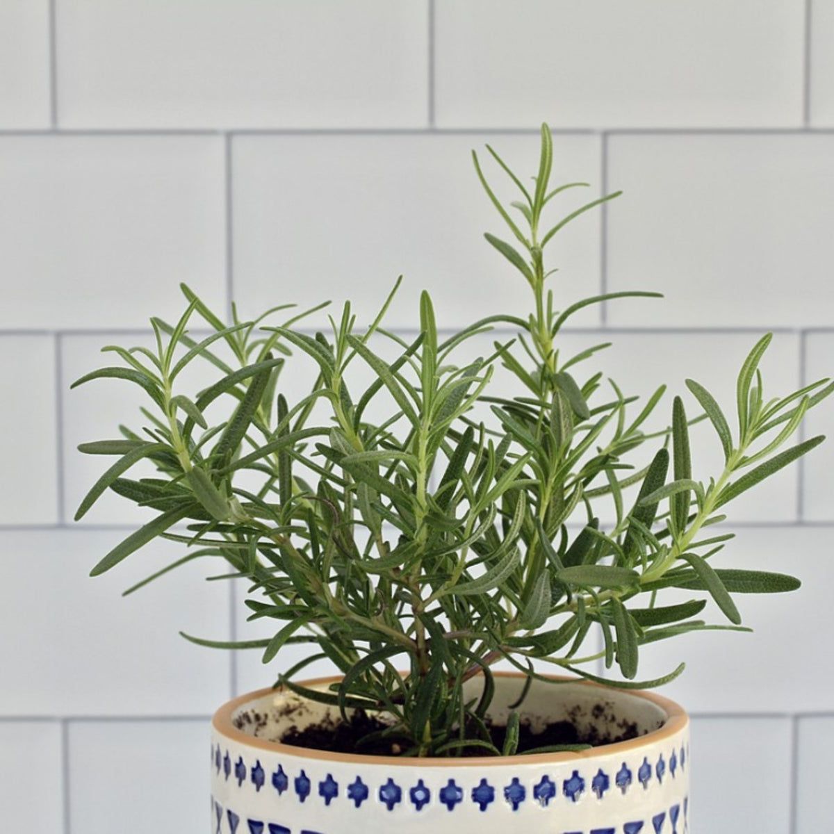 Growing Rosemary Indoors: Tips For Care Of Rosemary Plants Inside |  Gardening Know How