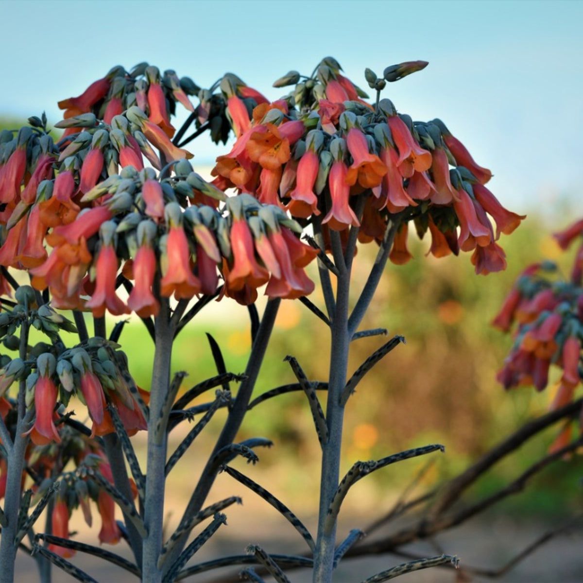 Chandelier Plant Care - How To Grow Kalanchoe Delagoensis | Gardening Know  How