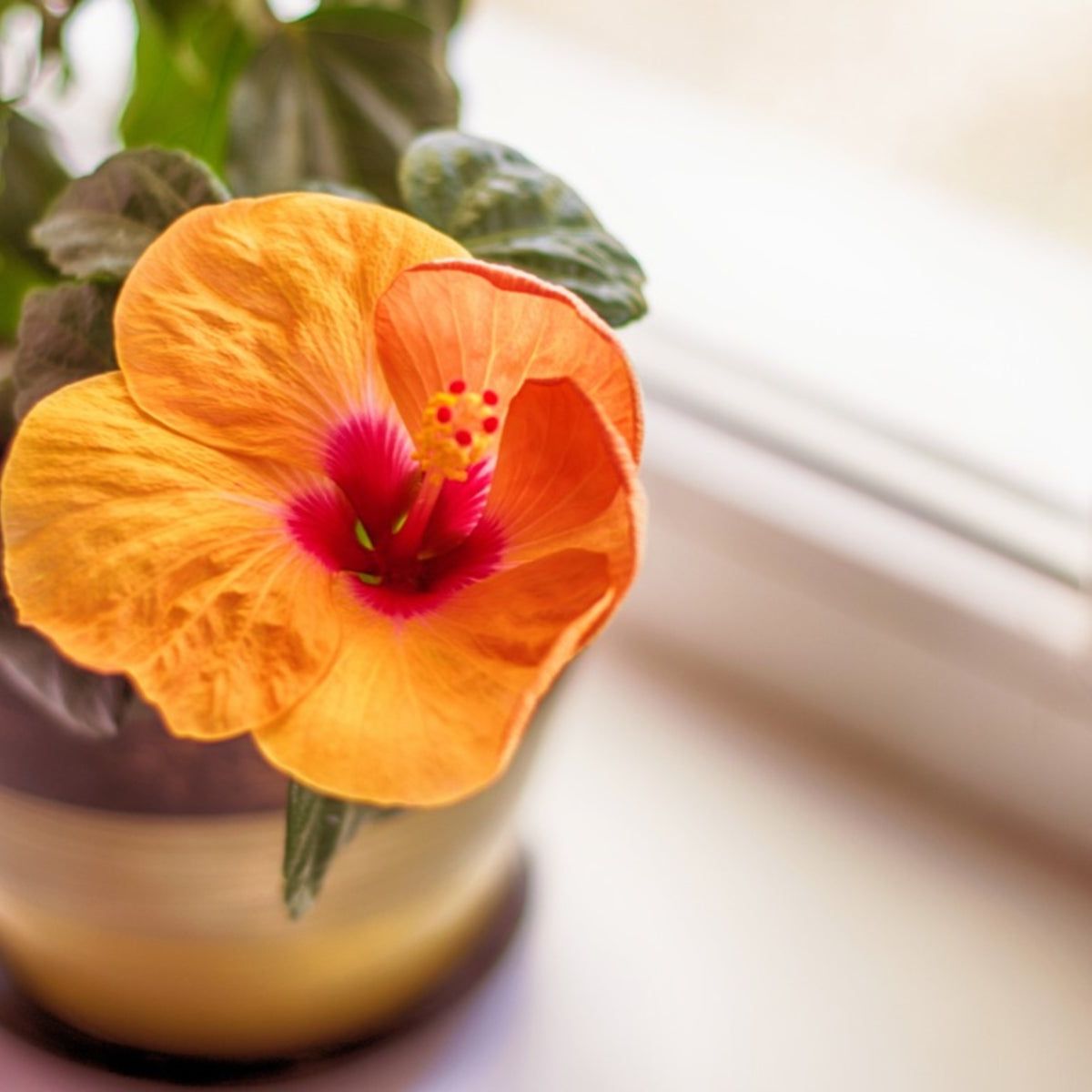 leafy indoor plants BubbleBlooms Premium Foliage Assortment, 6 Different Indoor Plants in   Florida House Plants
