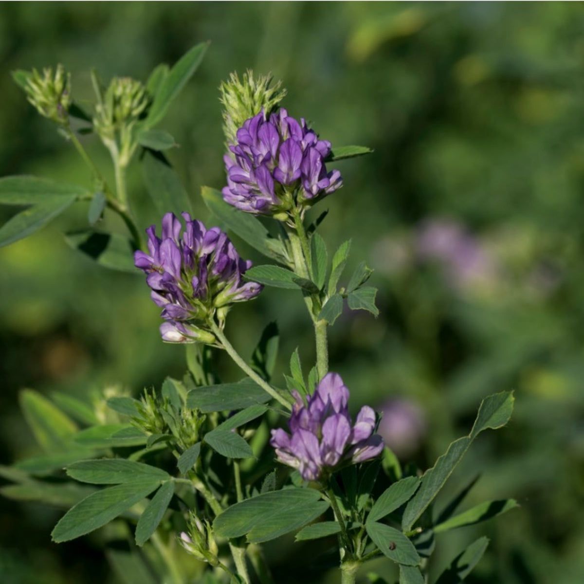 Planting Alfalfa: How To Grow Alfalfa | Gardening Know How