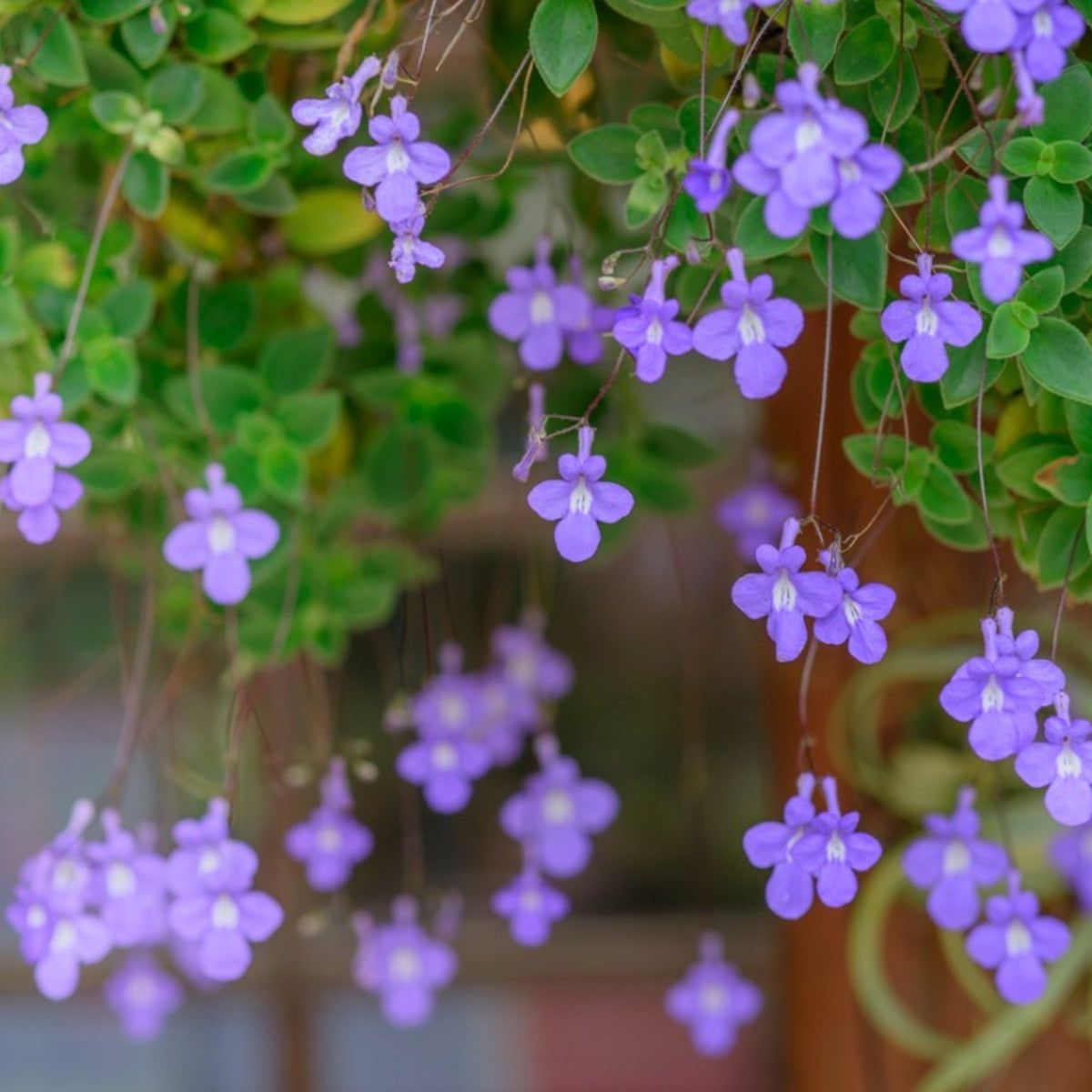 Grow False African Violet For Long-Lasting Blooms | Gardening Know How