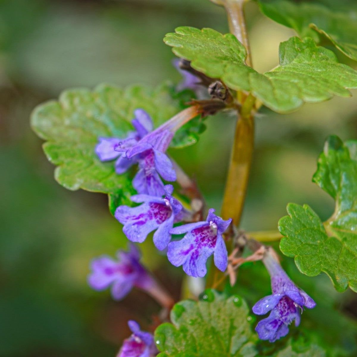 Identifying Purple Weeds In The Yard And Garden | Gardening Know How, image size:1200x1200