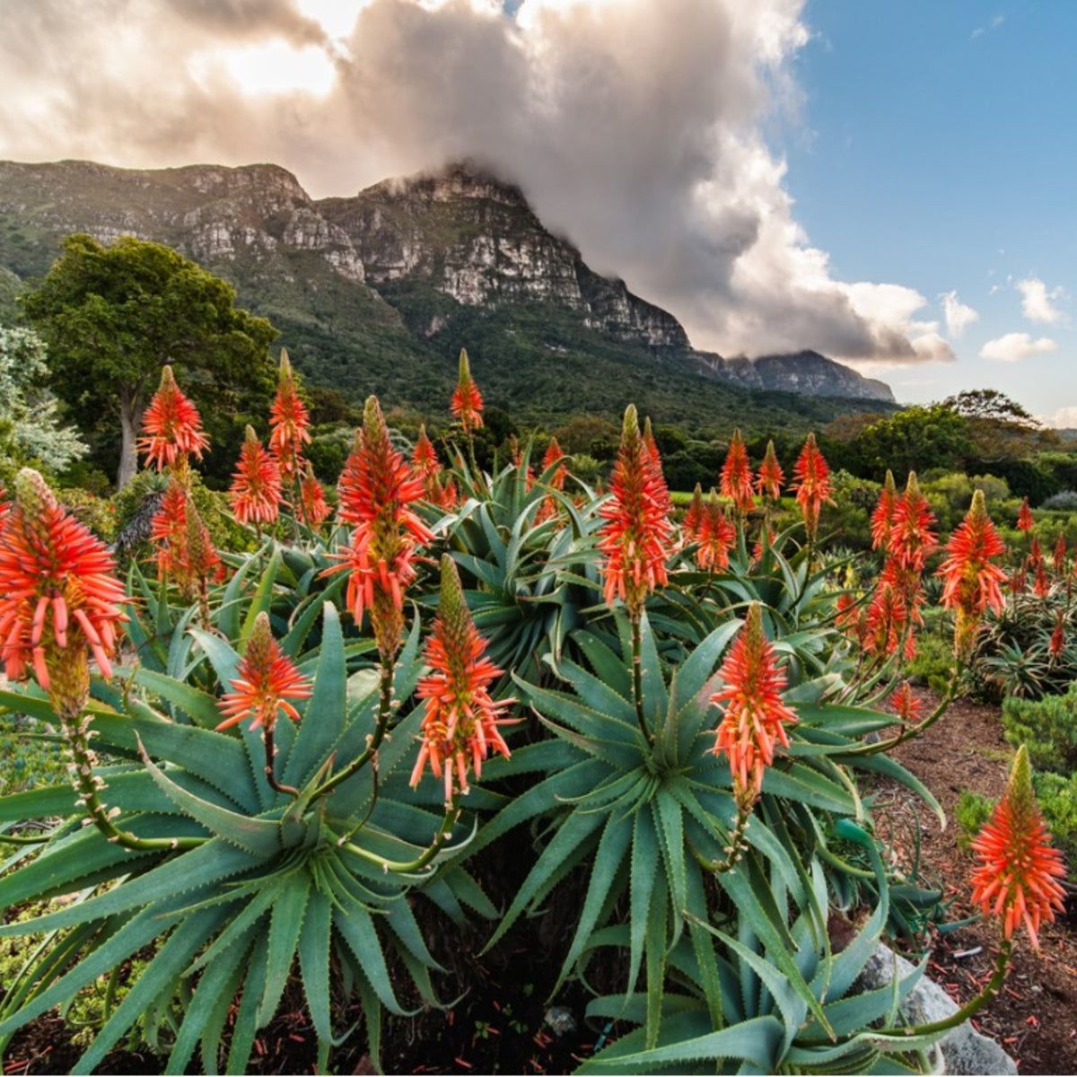 South African Gardening Style: Tips About Gardening In South Africa |  Gardening Know How