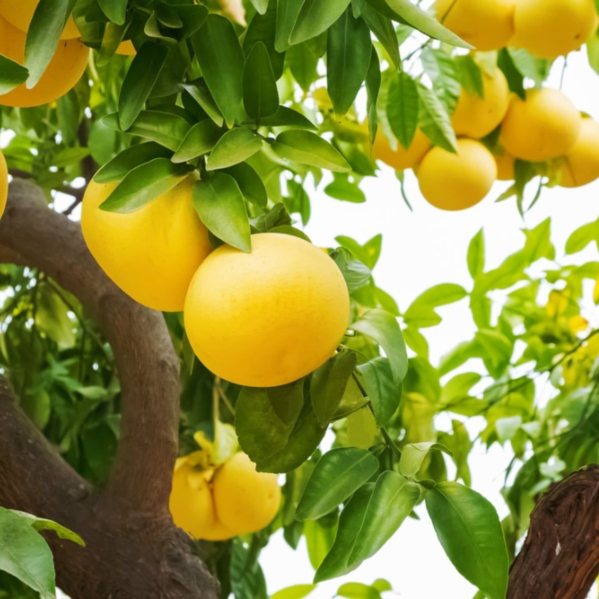 Growing A Grapefruit Tree: How To Care For Grapefruit Trees | Gardening Know How