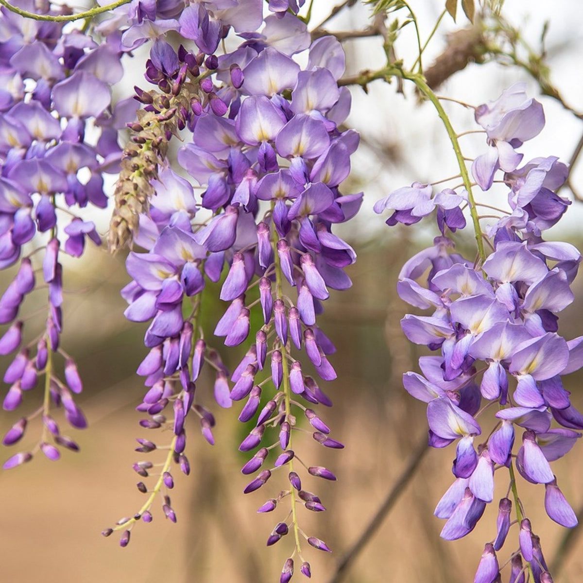 wisteria Near 11/16配達予定 Wisteria Sucker Transplant - Learn About Moving Wisteria Shoots