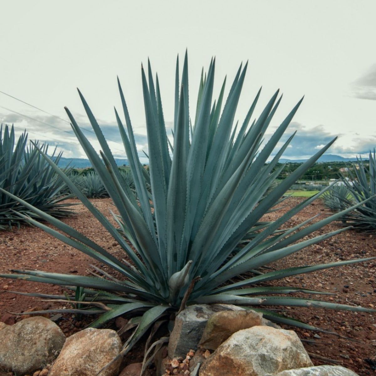 Agave Plant Diseases - Tips On Treating Crown Rot Of Agave | Gardening Know  How