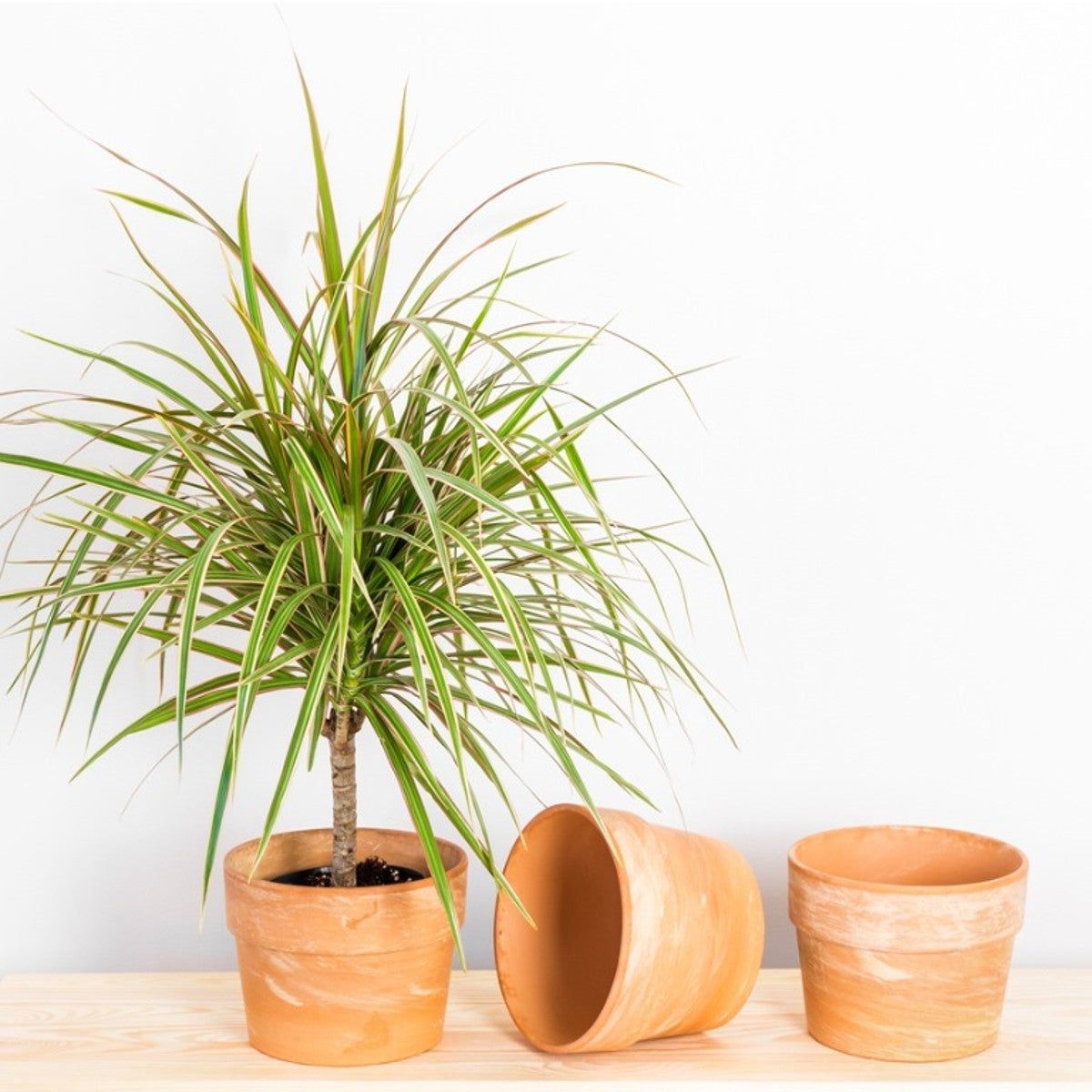 How Do You Grow A Dracaena Plant? | Gardening Know How
