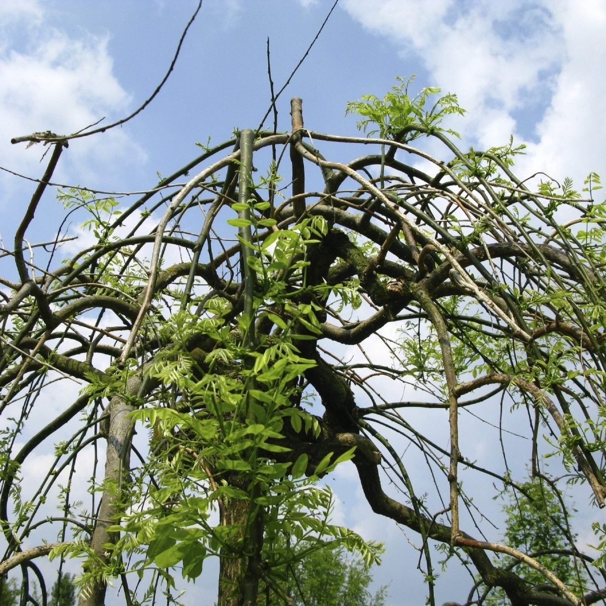 Pagoda Tree Chinese Name