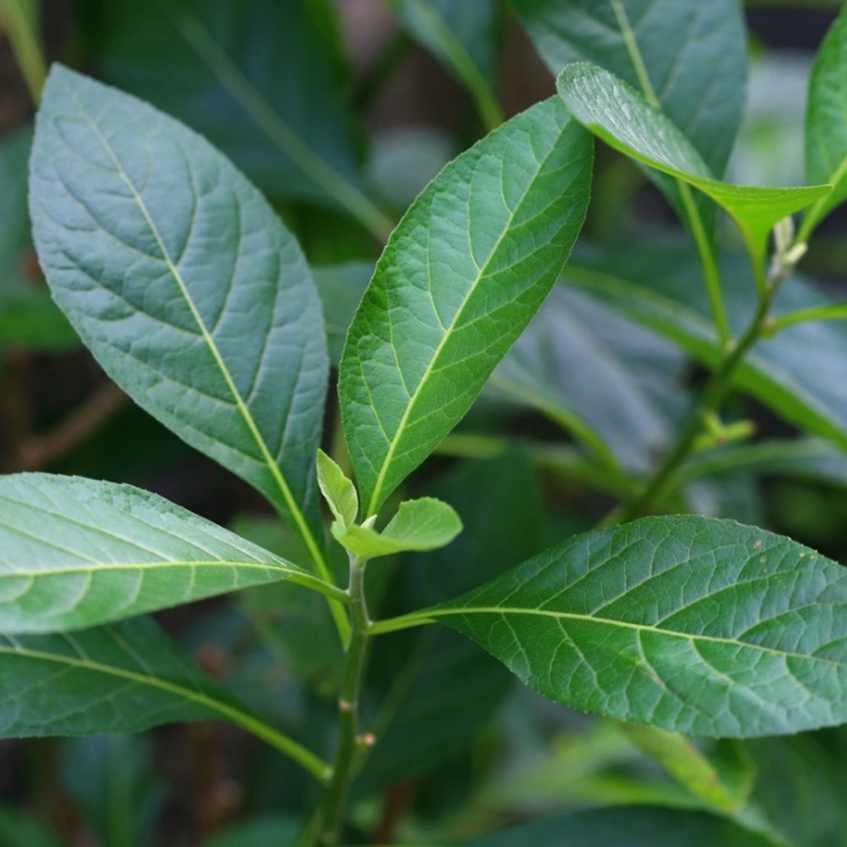 Uses Of Bitter Leaf Plant: Growing Bitter Leaf Vegetable Greens | Gardening  Know How