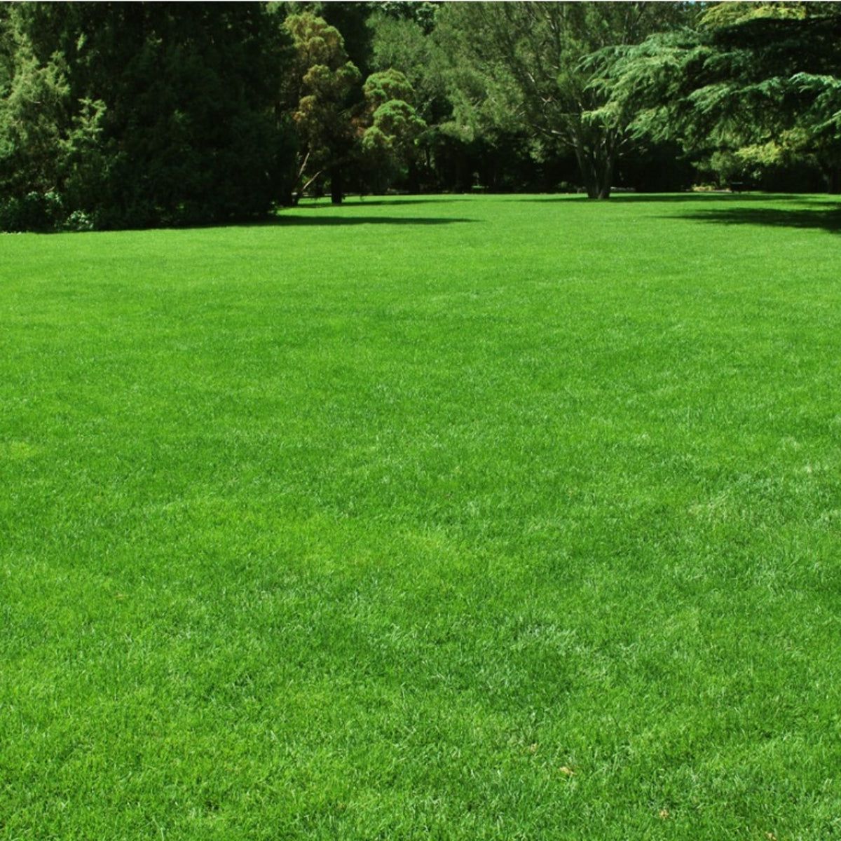 Grass For Sandy Soil: How To Plant A Lawn In Sandy Soil | Gardening Know How, image size:1200x1200