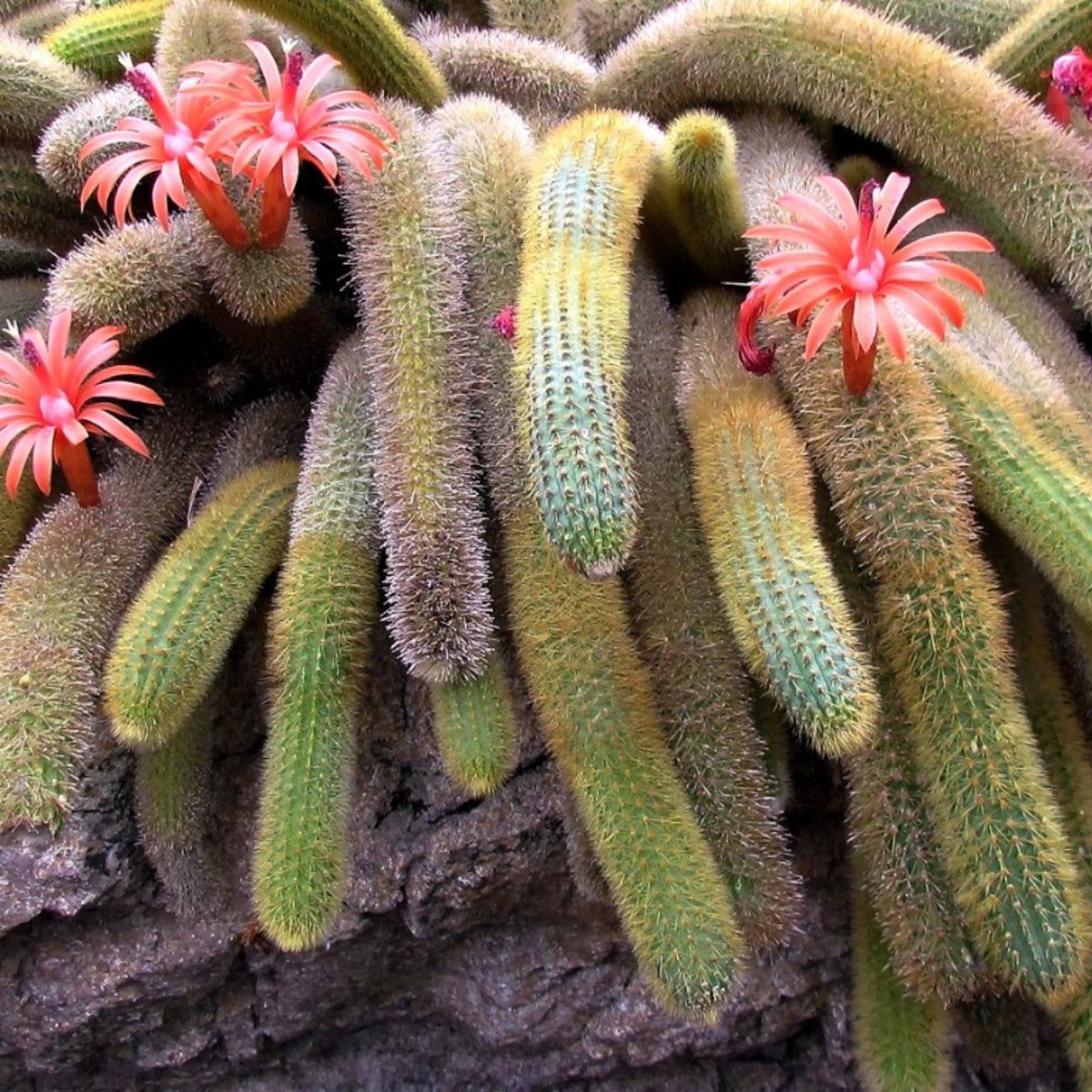Cleistocactus Tarantula Cactus - Tips On Caring For Tarantula Cacti |  Gardening Know How