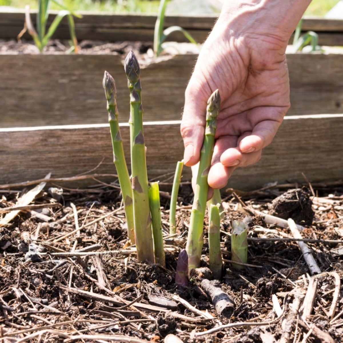 Harvesting Asparagus Second Year