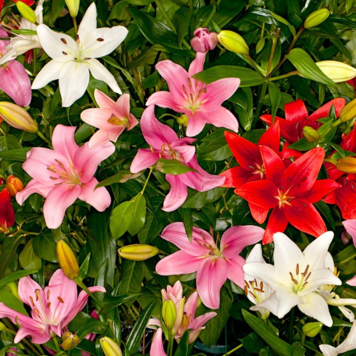 Asiatic Lily Care - How To Grow Asiatic Lilies | Gardening Know How