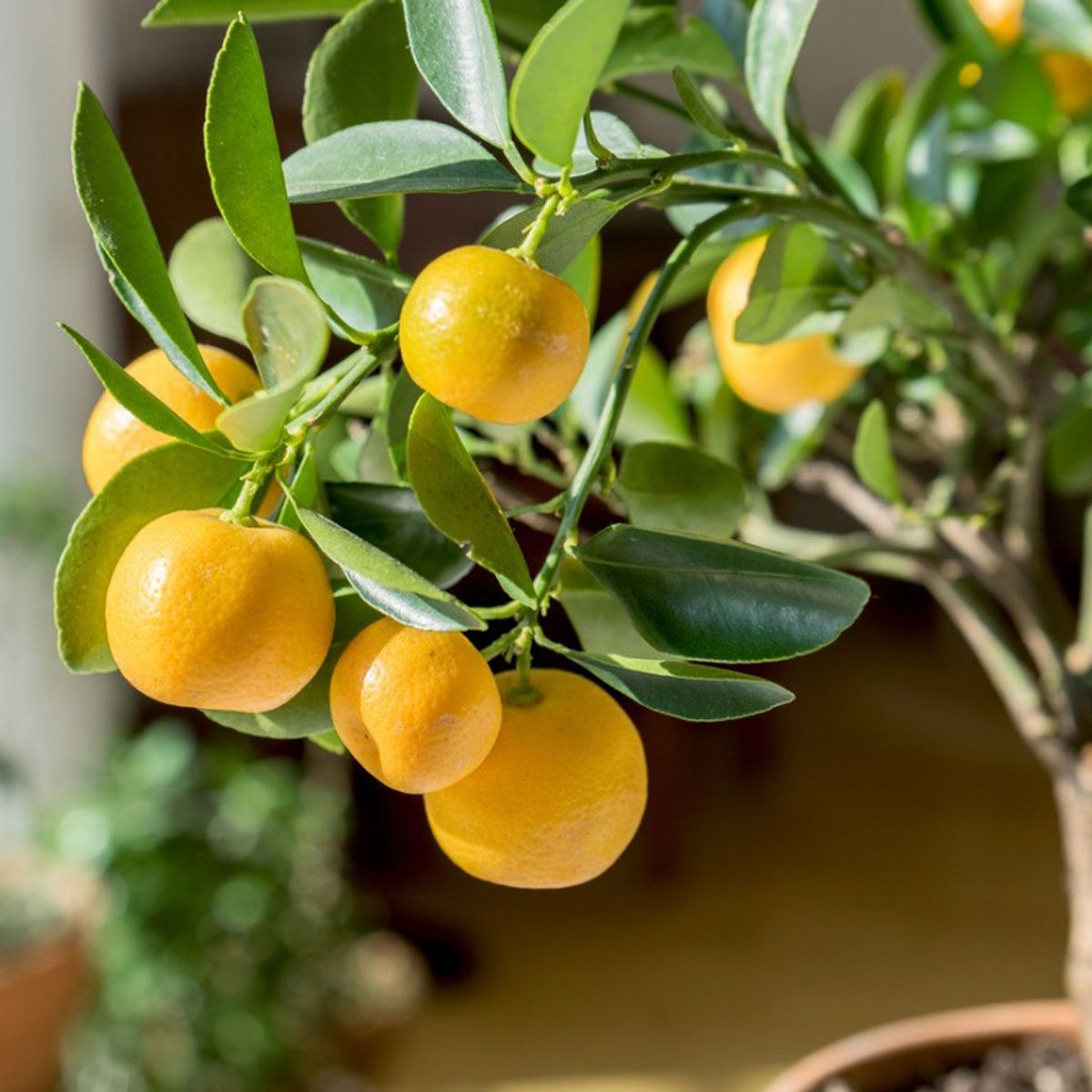 Easy Indoor Fruit Tree Varieties  Fruit Trees You Can Grow Indoors |  Gardening Know How