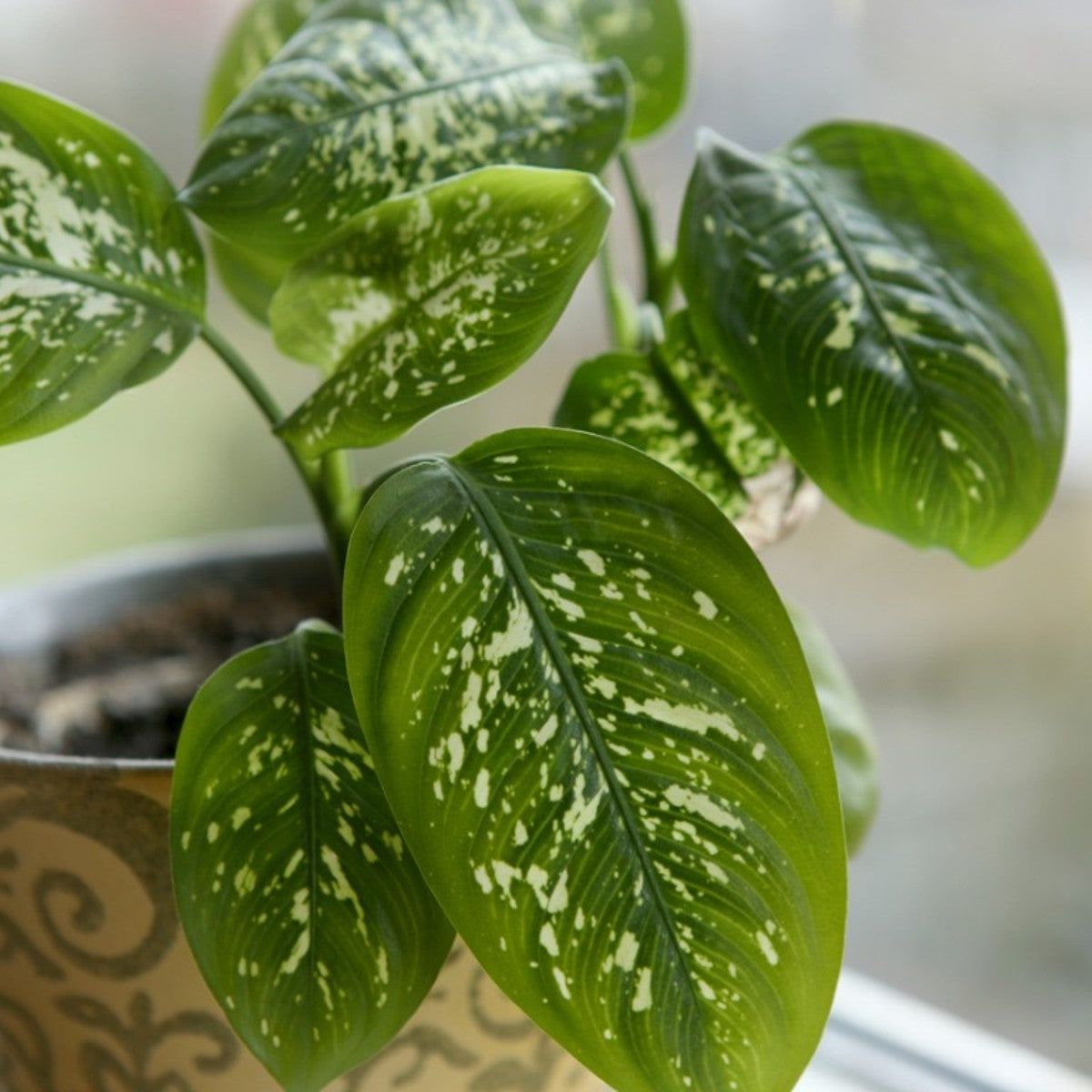 How To Prune Dieffenbachia Plants: Tips For Pruning A Dieffenbachia |  Gardening Know How