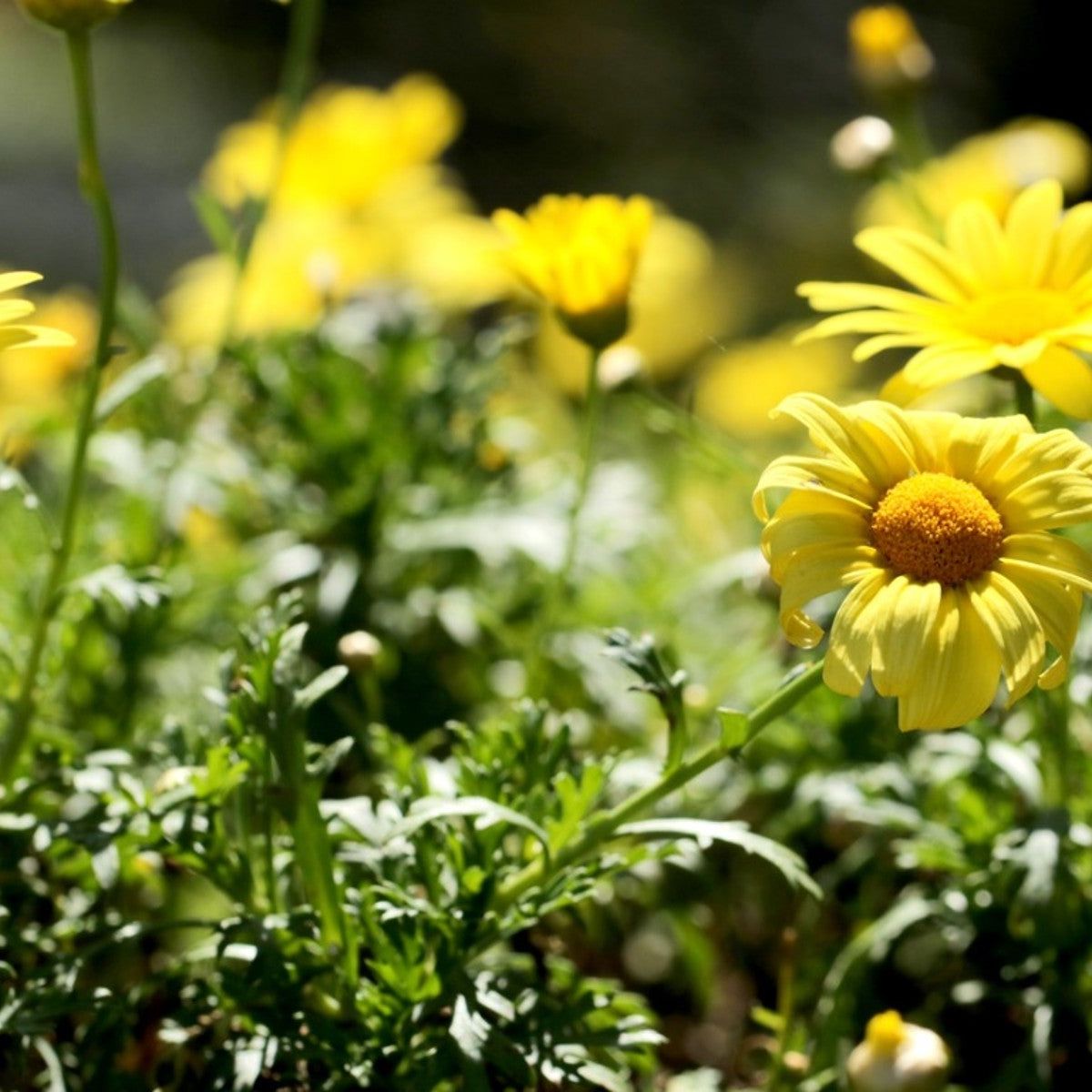 Euryops Daisy Bush - Information On Growing Bush Daisies | Gardening Know  How