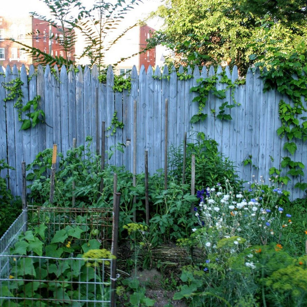 Urban Backyard Farming: Backyard Farming Ideas In The City | Gardening Know  How, image size:1200x1200
