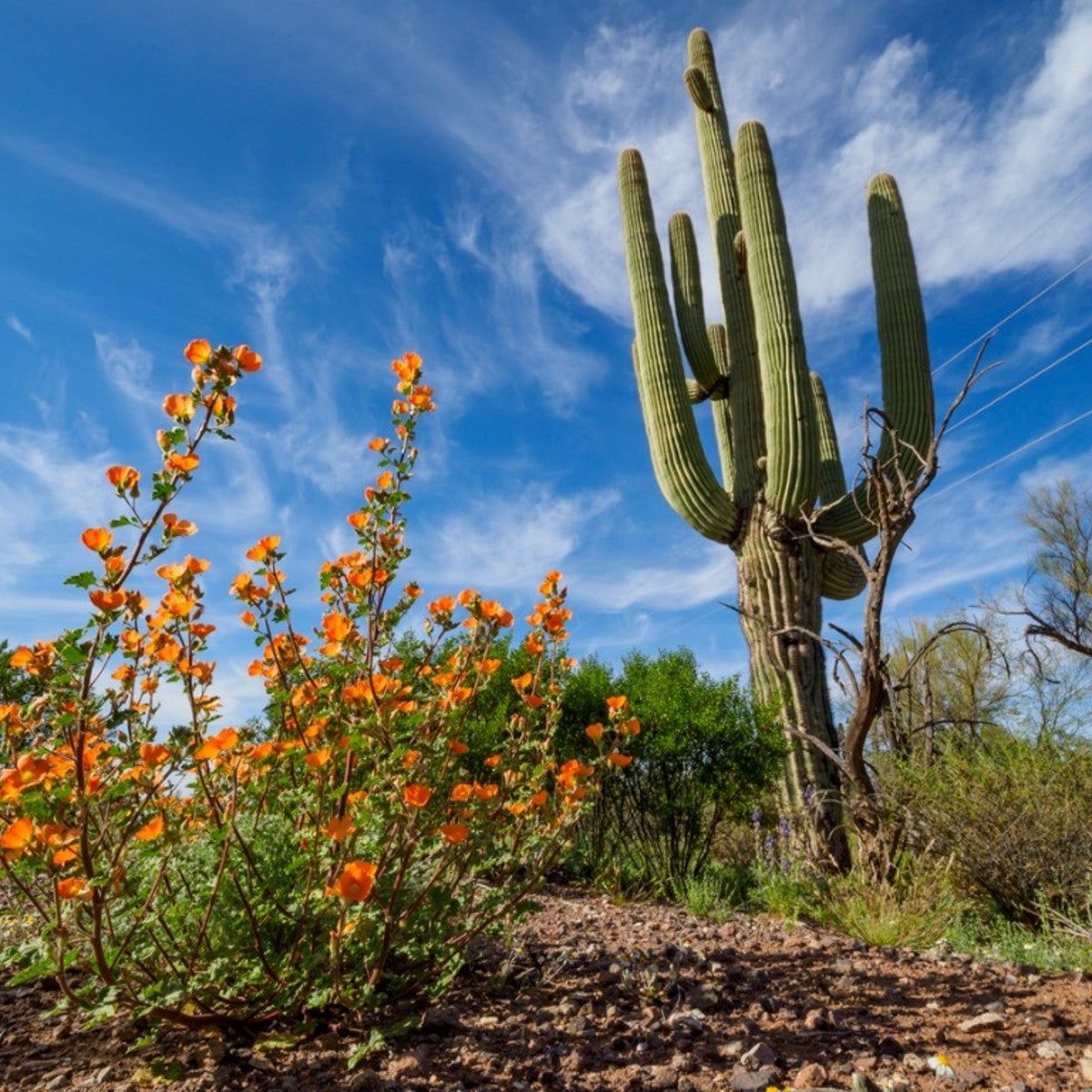 Tree Adapt Adaptation Of Cactus Tree