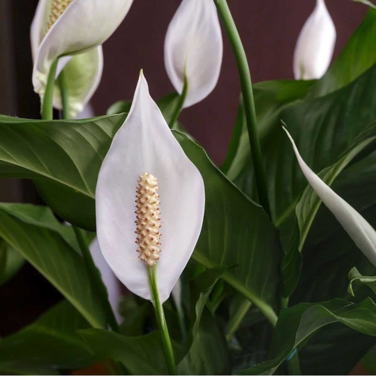 Peace Lily Plant Problems - How To Treat Diseases Of Peace Lily Plants |  Gardening Know How