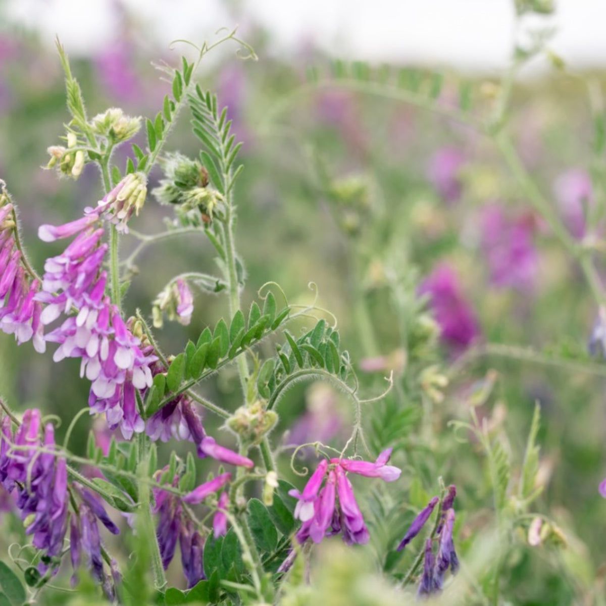 What Is Hairy Vetch - Tips For Growing Hairy Vetch In Gardens | Gardening  Know How