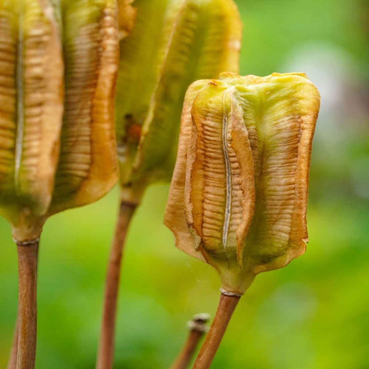 aglaonema are anthophytas Aglaonema World Heritage – Toltec Plants