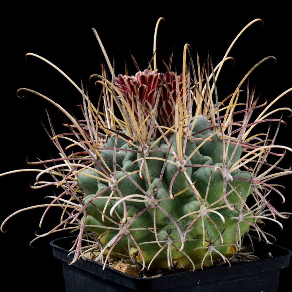 What Is A Cat Claw Plant: How To Care For Cat Claw Cactus | Gardening Know  How
