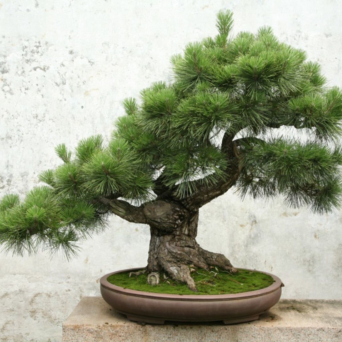 Caring For Your First Bonsai Plants | Gardening Know How