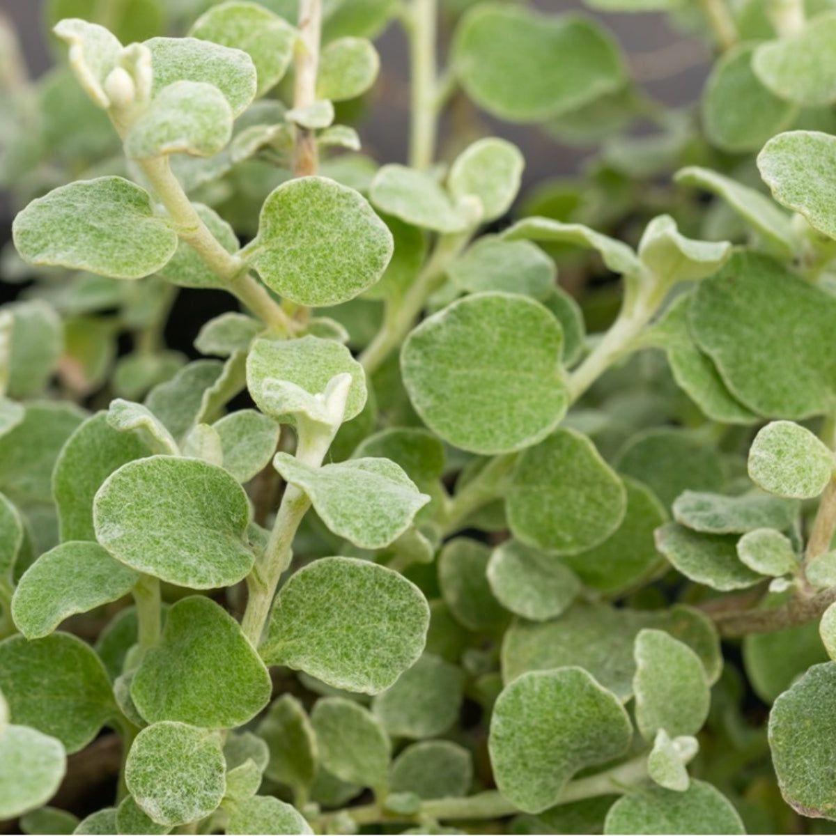 catnip plants Catnip – Pinetree Garden Seeds main image 1