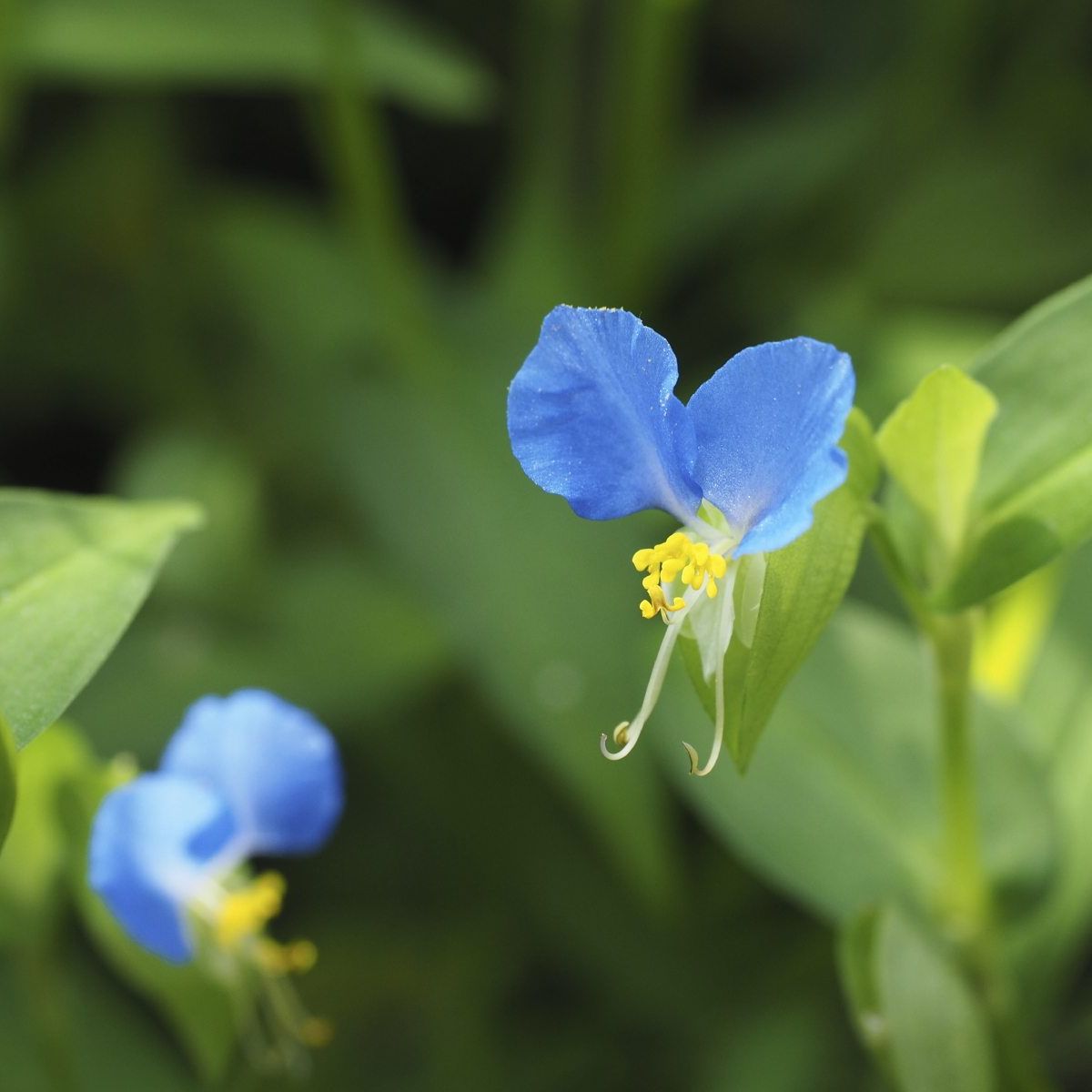 Common Dayflower Weeds: Tips For Controlling Dayflowers In The Landscape |  Gardening Know How, image size:1200x1200