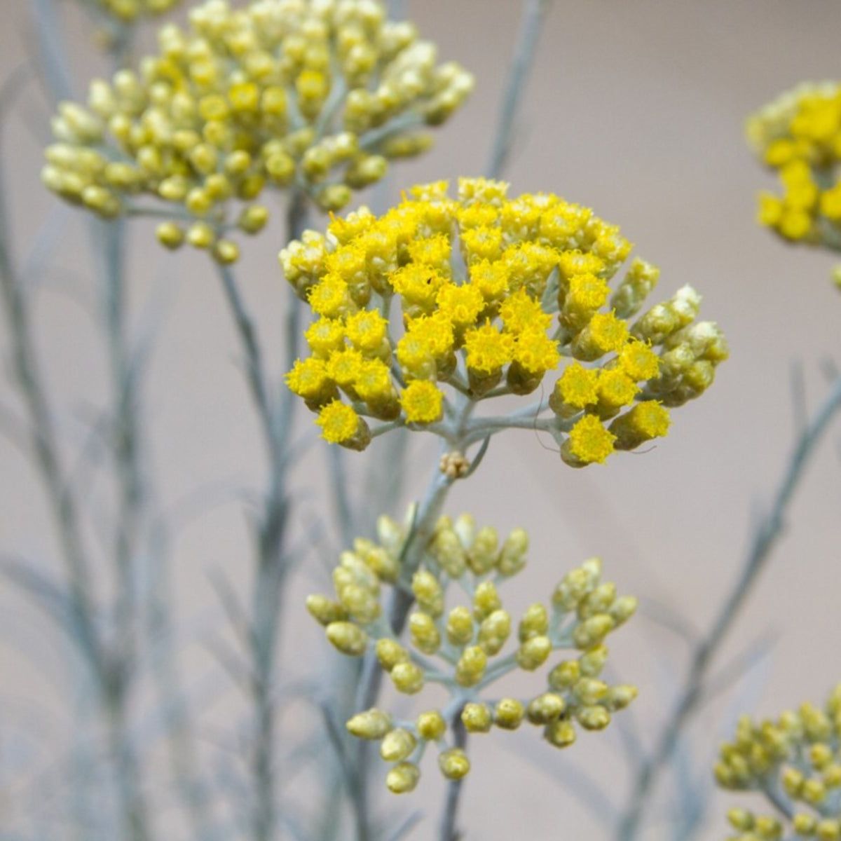 Helichrysum Curry Care - Learn About Growing An Ornamental Curry Plant |  Gardening Know How
