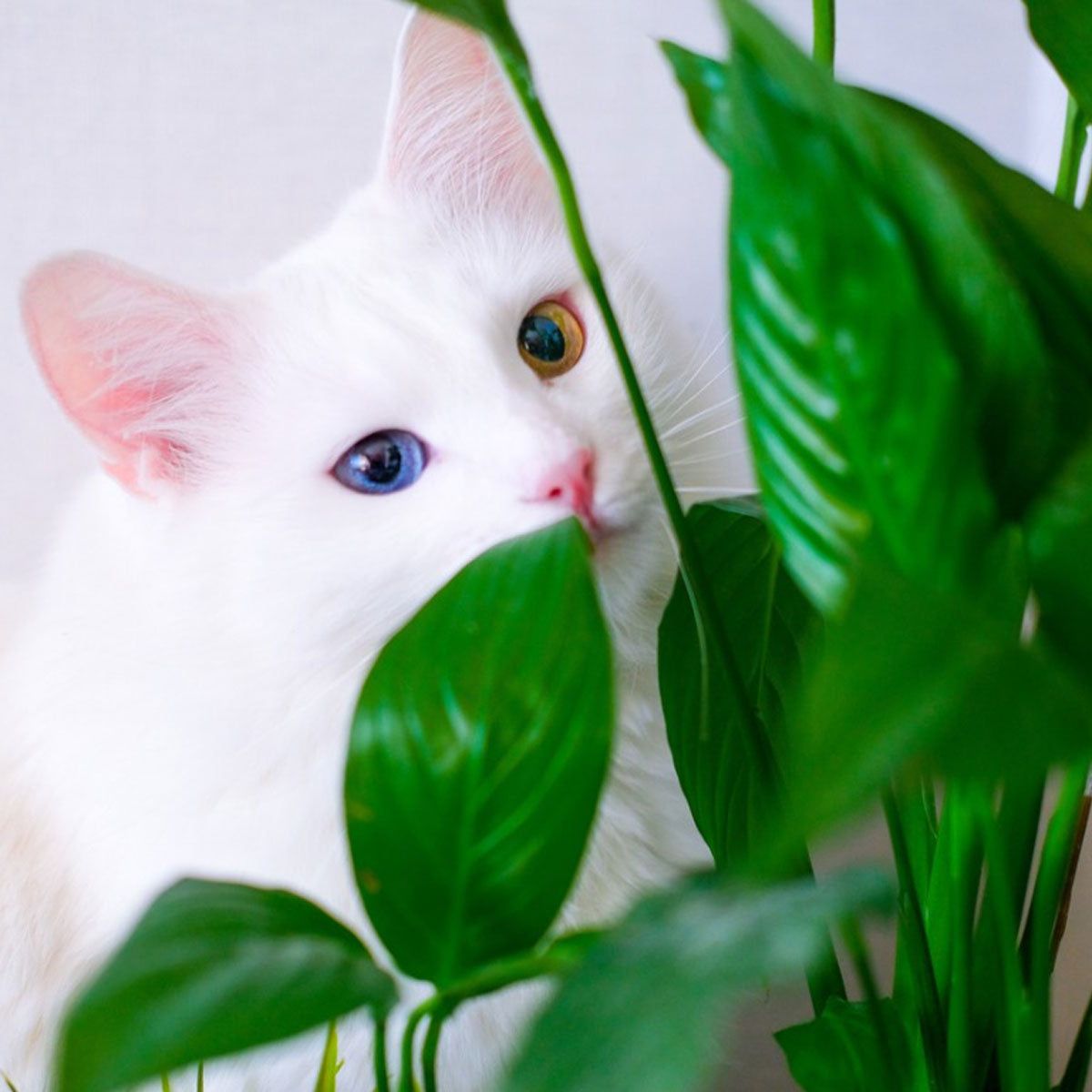 Is Peace Lily Toxic To Cats - What Are Symptoms Of Peace Lily Poisoning In  Cats | Gardening Know How