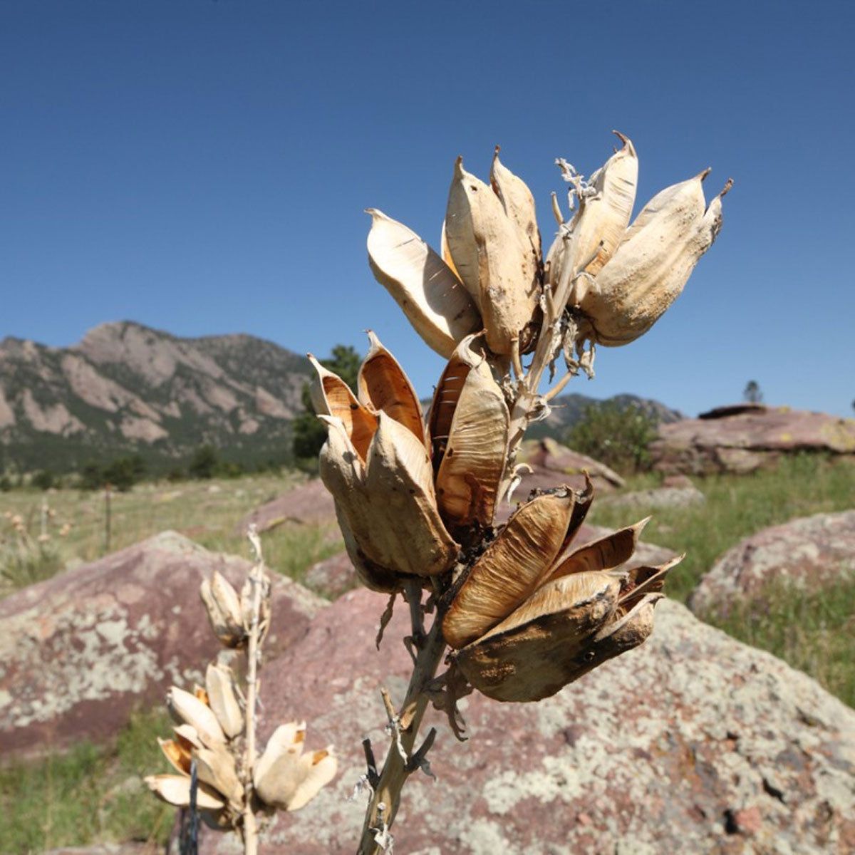Yucca Plant Pod Info - Propagating Seed Pods On Yucca | Gardening Know How