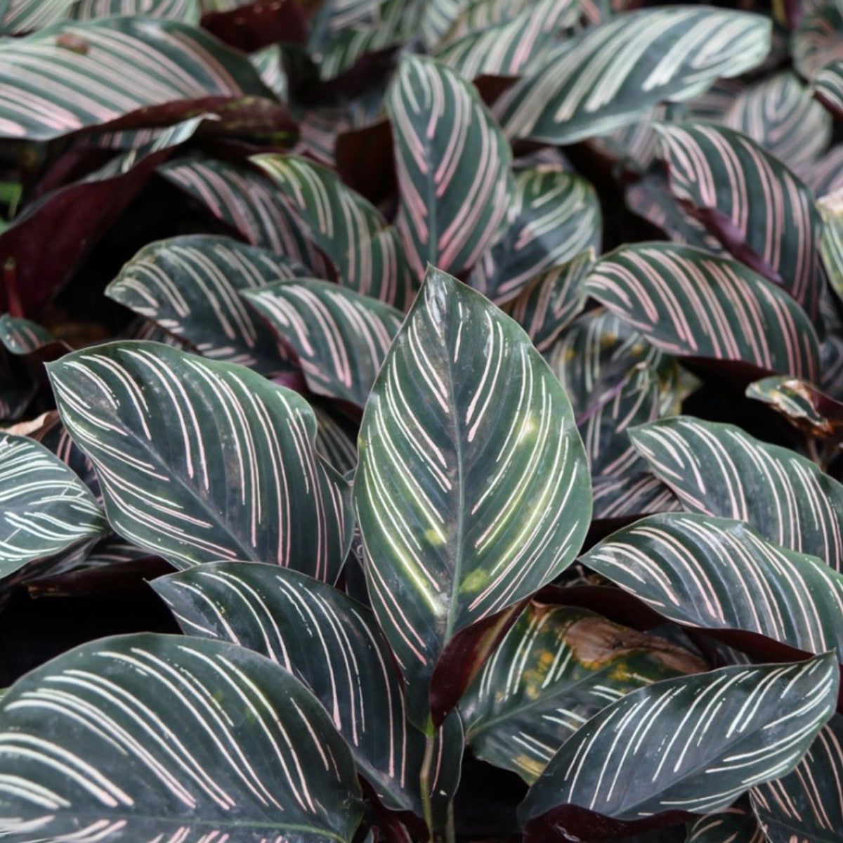 surprise star calathea Rare Calathea Roseopicta Surprise Star main image 1