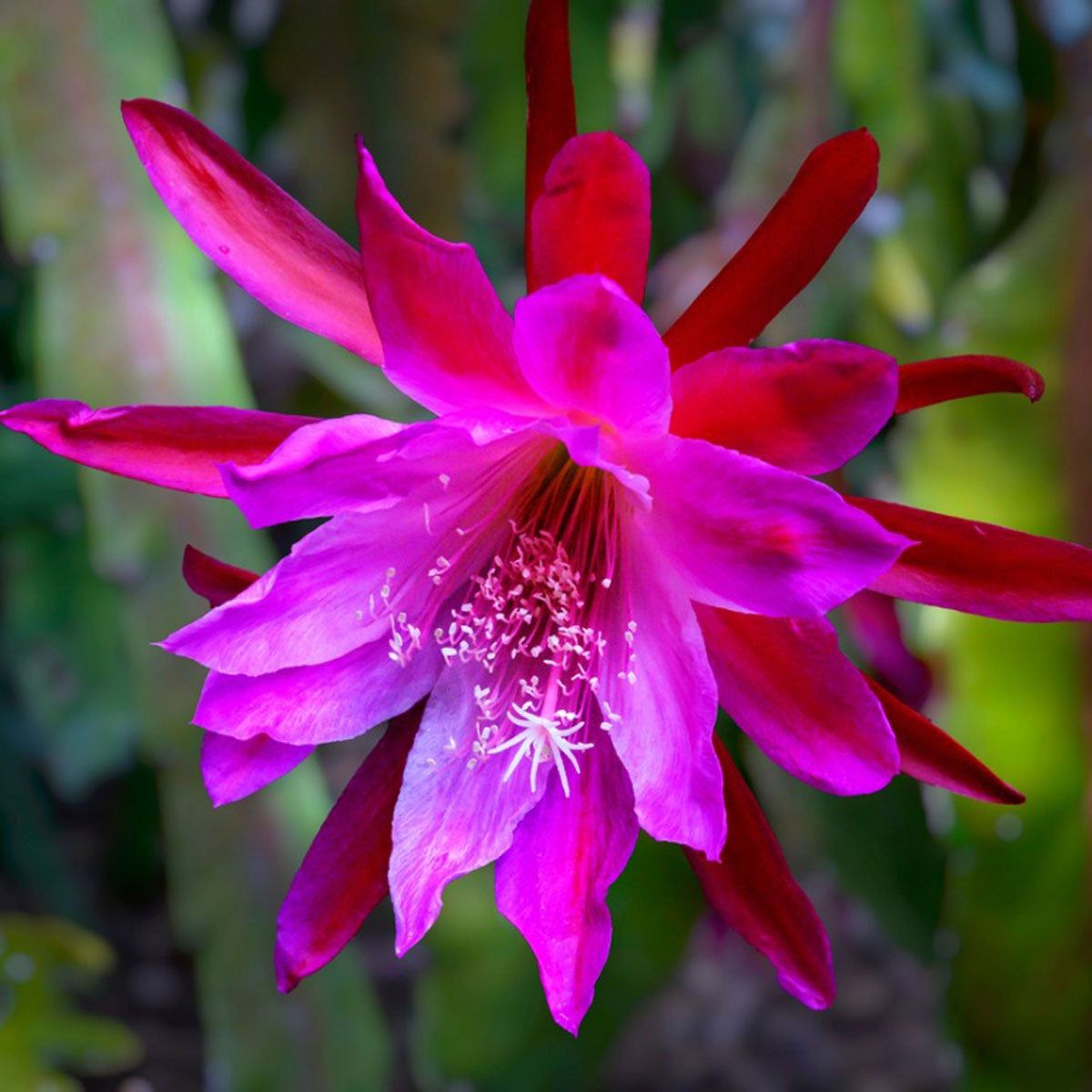 Everything You Need To Know About Epiphyllum (Orchid Cactus) | Gardening  Know How