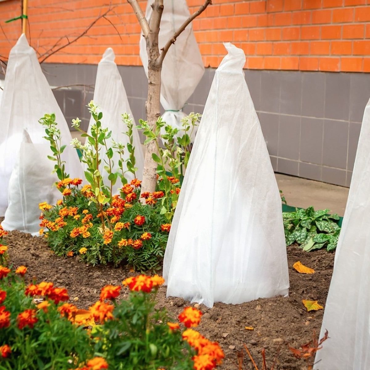 5 Ways to Protect Plants from Cold: How to Keep Plants Warm At Night |  Gardening Know How