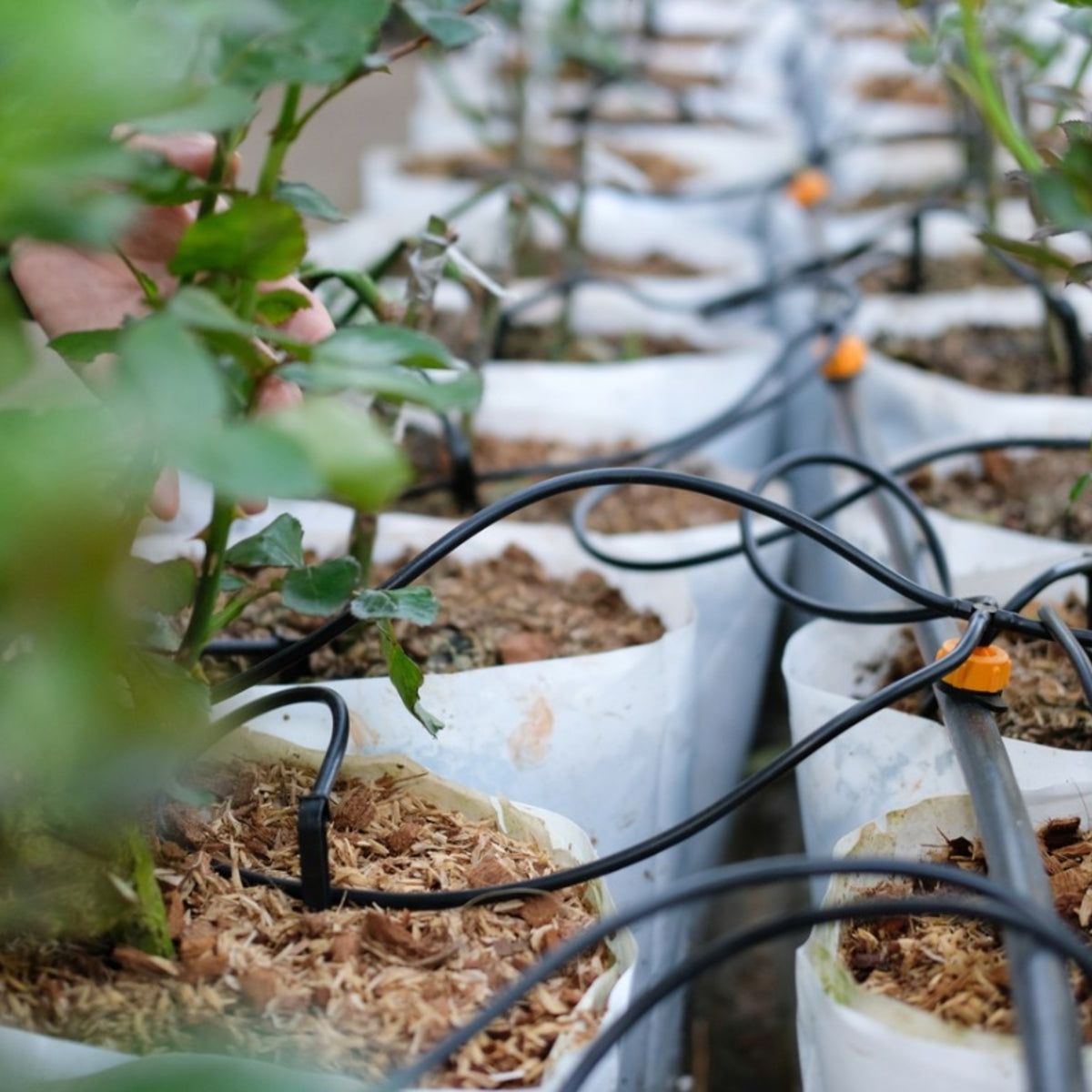 Water For Greenhouses - Information About Greenhouse Watering Systems |  Gardening Know How