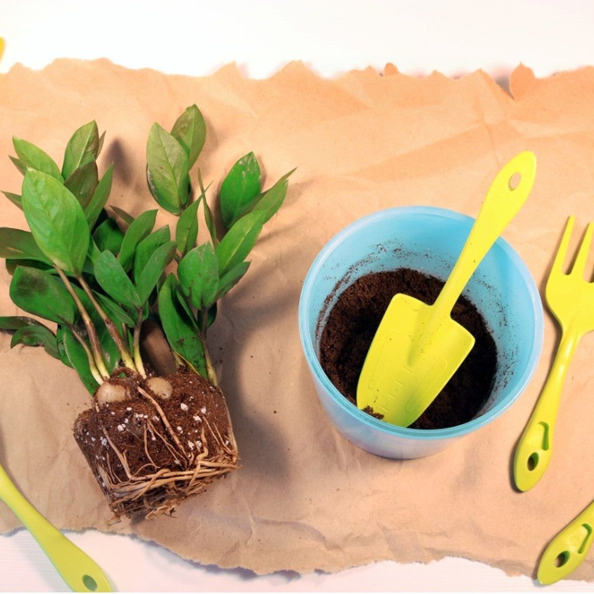 When And How To Repot ZZ Plants | Gardening Know How