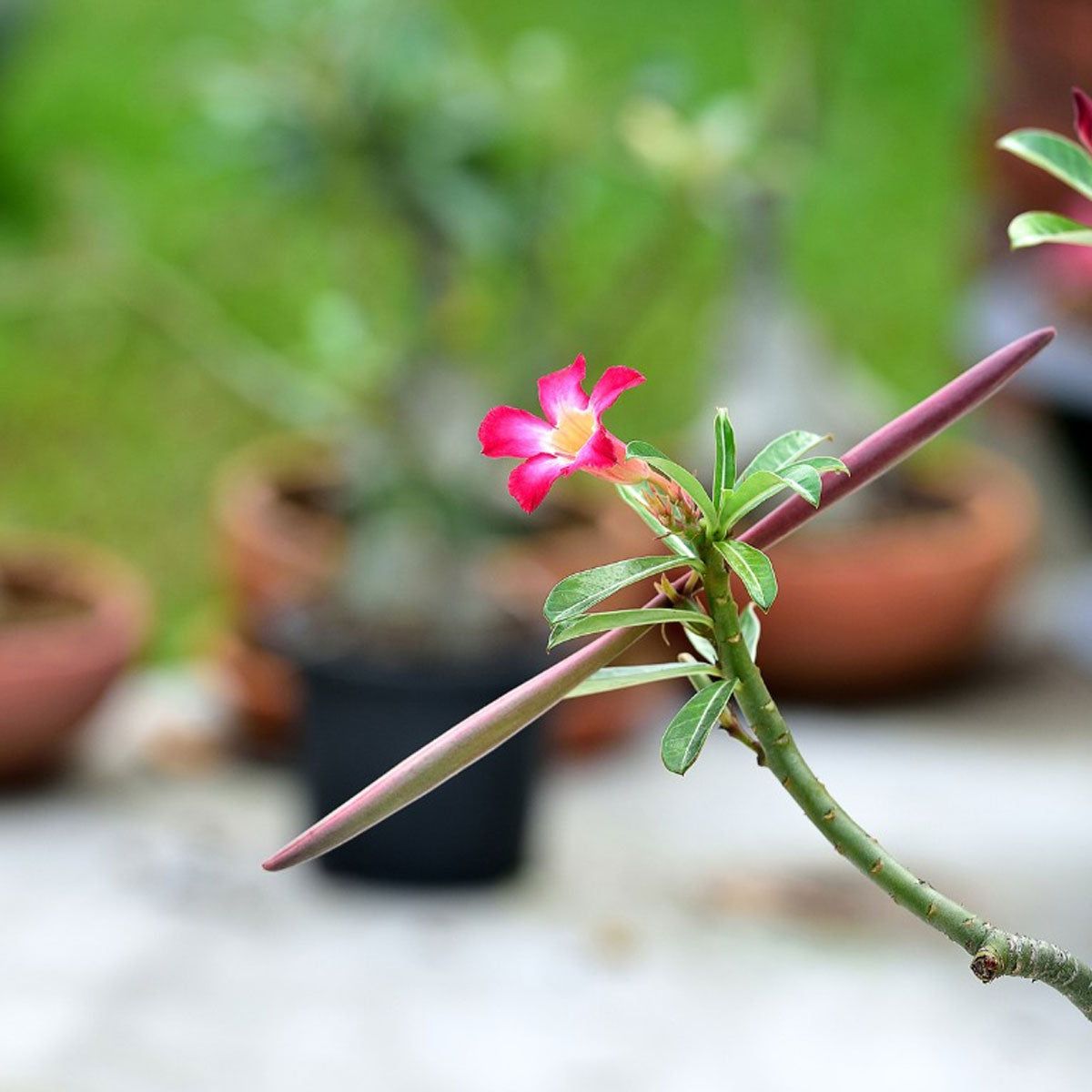 Harvesting Desert Rose Seed Pods: Propagating Seeds From Desert Rose |  Gardening Know How