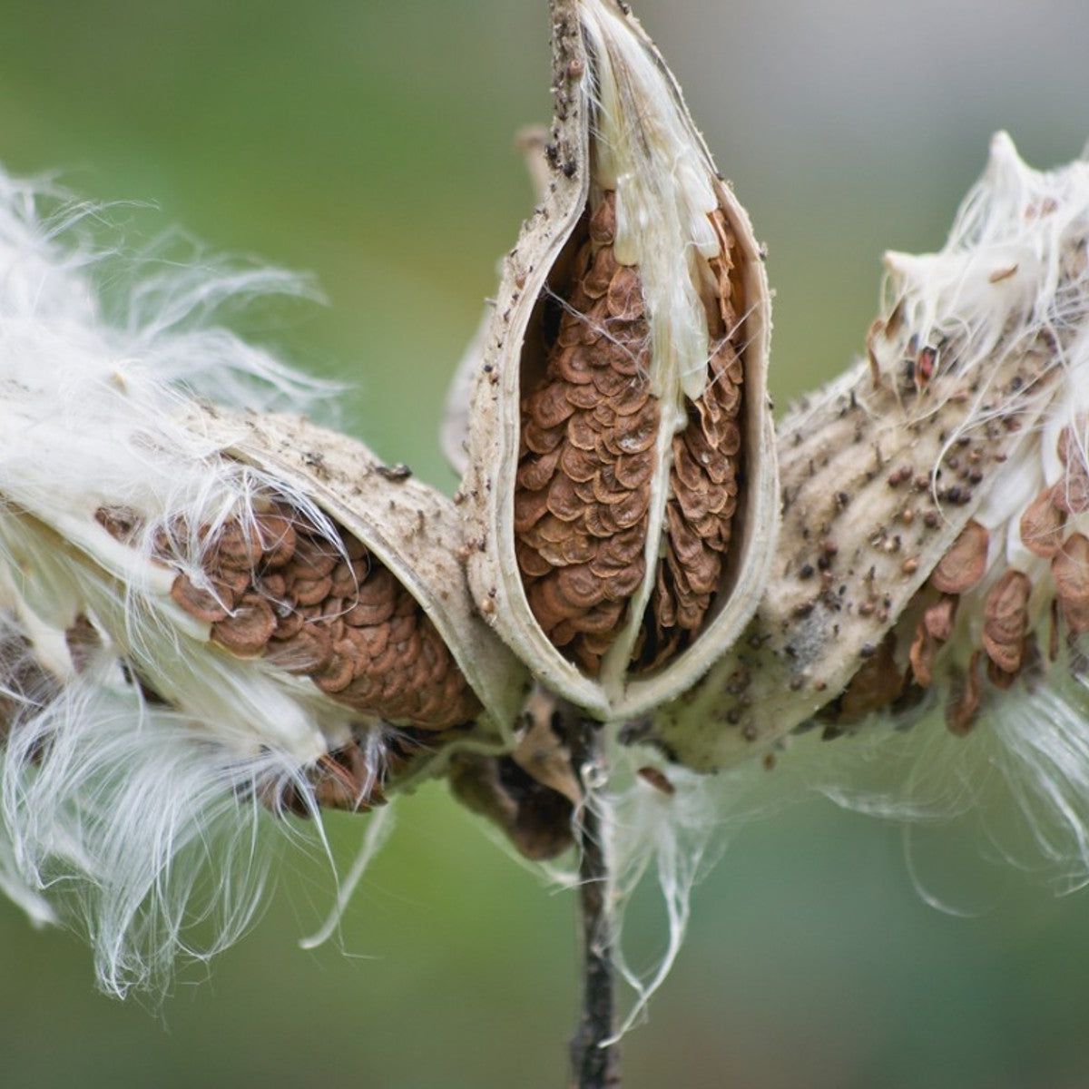 Overwintering Milkweed Plants - Learn About Winter Care Of Milkweed |  Gardening Know How