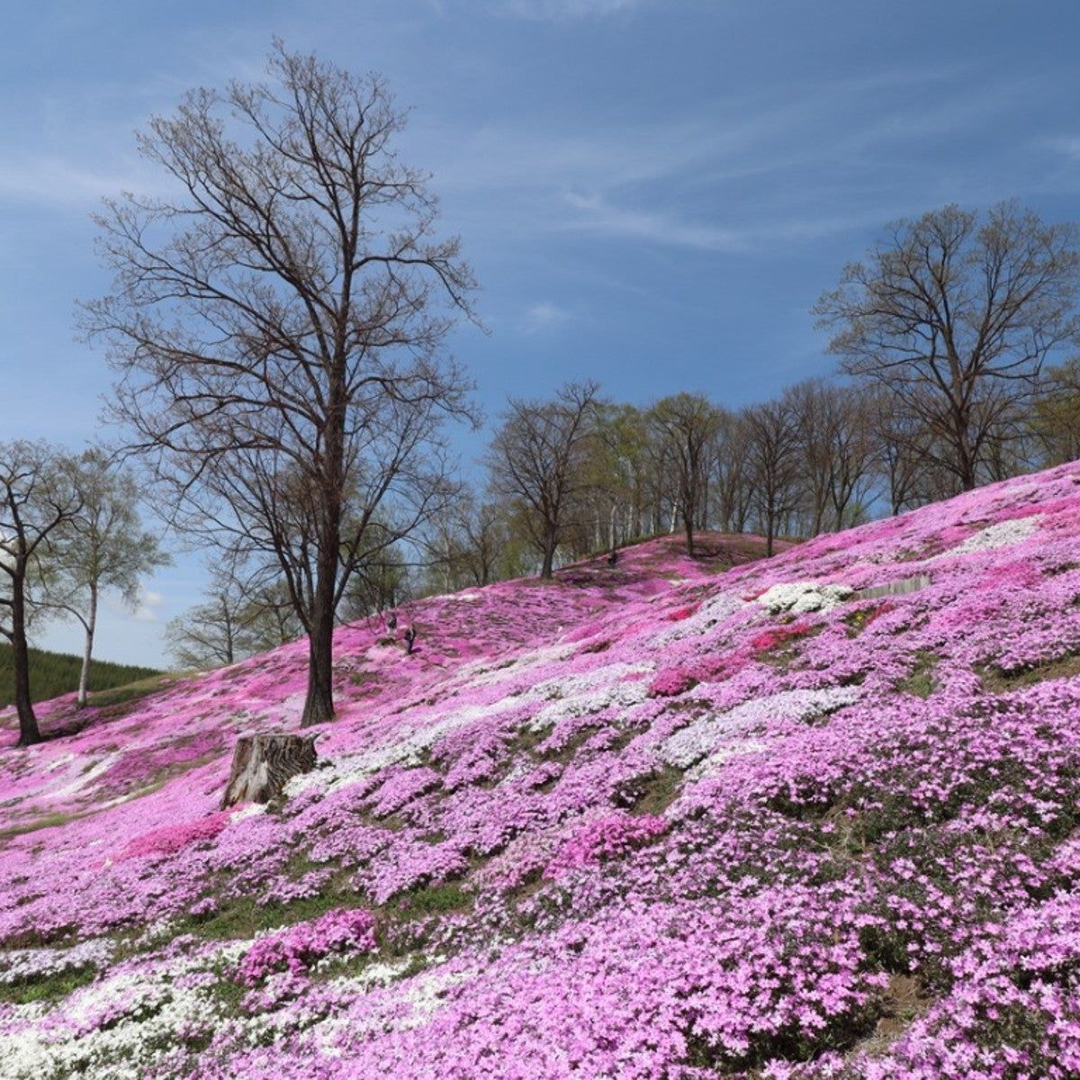 Best Plants For Full Sun Slope Landscaping | Gardening Know How