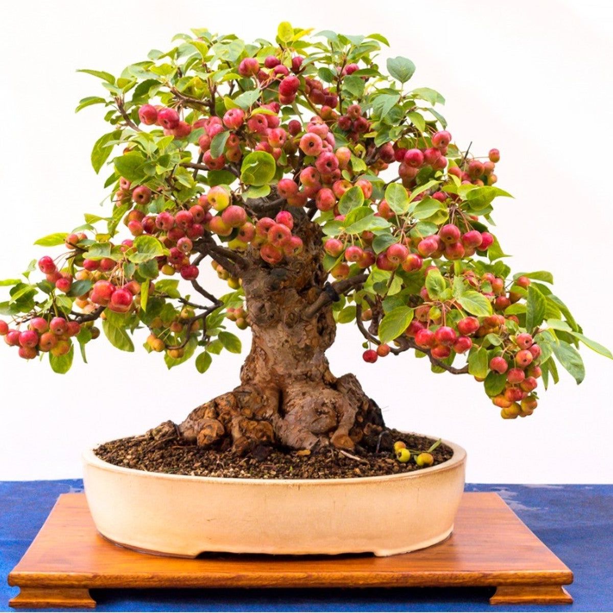Tips For Growing A Fruiting Apple Bonsai Tree | Gardening Know How